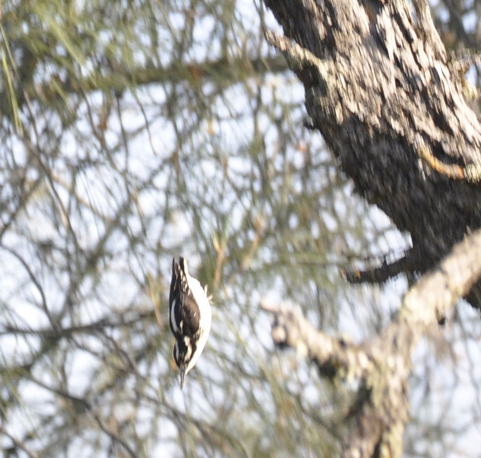 Hairy Woodpecker - ML635802775