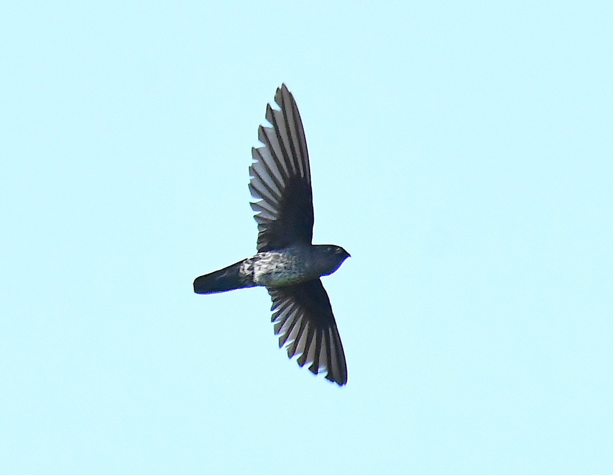 Plume-toed Swiftlet - ML635802788