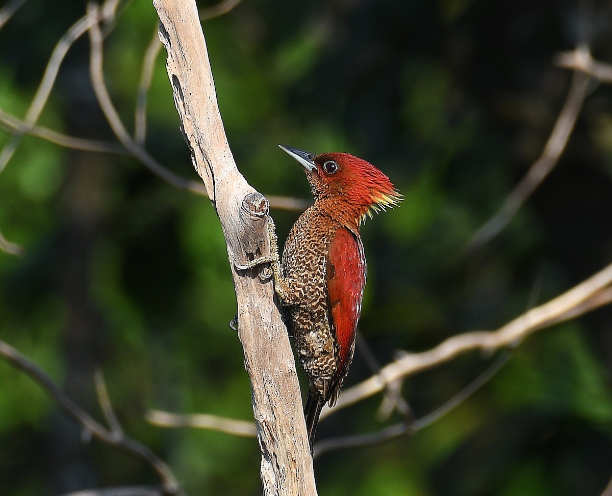 Banded Woodpecker - ML635802812