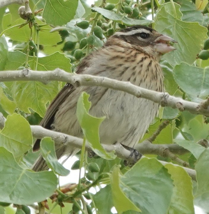 Rose-breasted Grosbeak - ML635802840