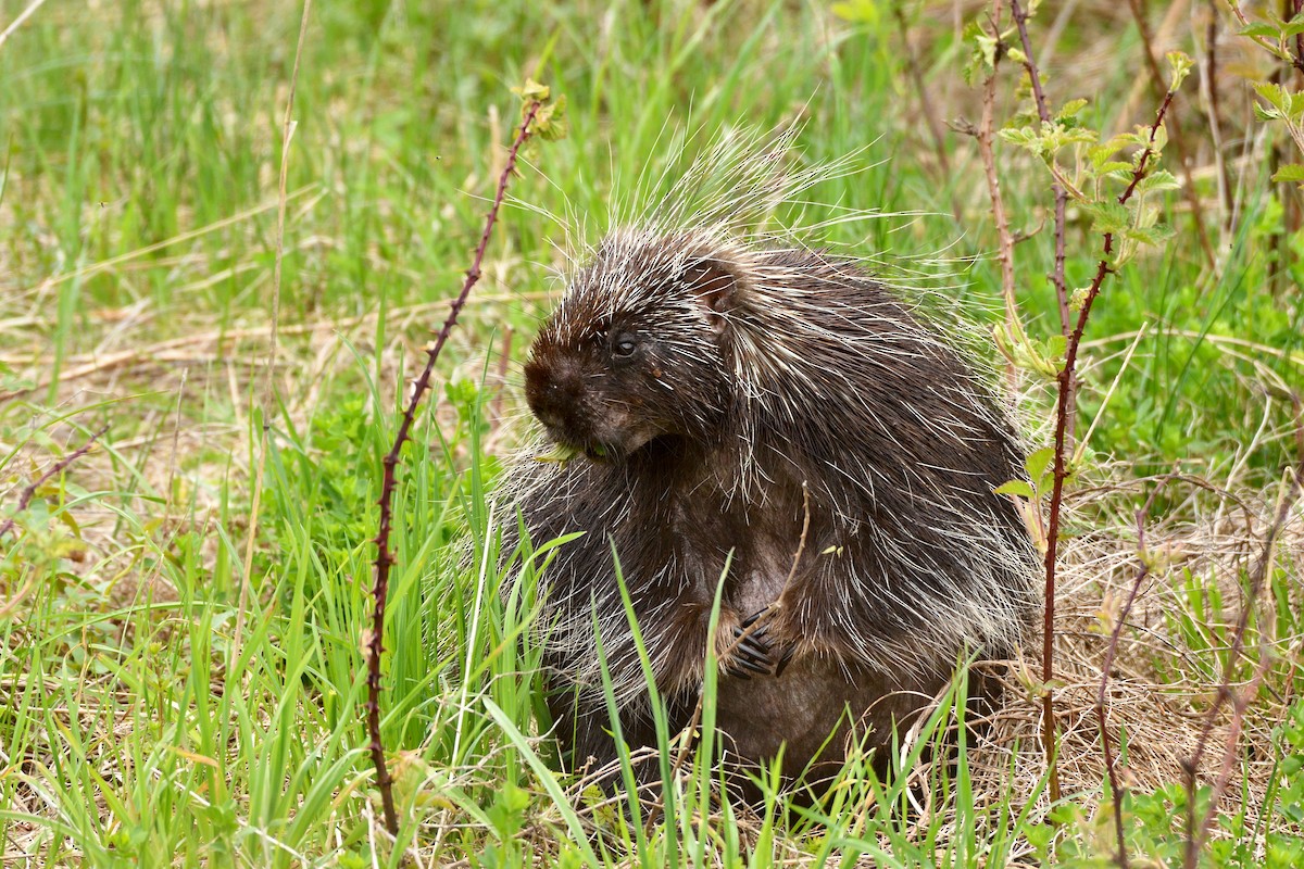 North American Porcupine - ML635802842