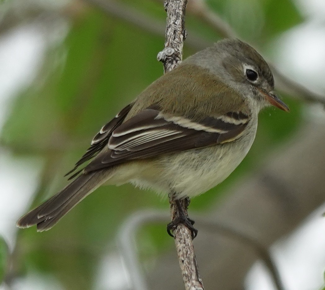 Mosquero Mínimo - ML635802847