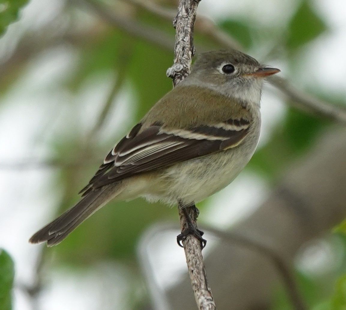 Mosquero Mínimo - ML635802848