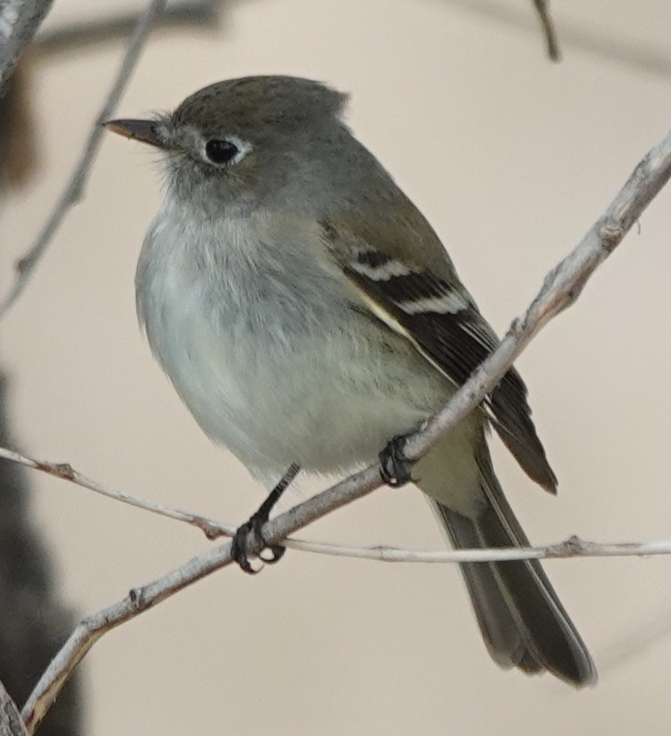 Mosquero Mínimo - ML635802849