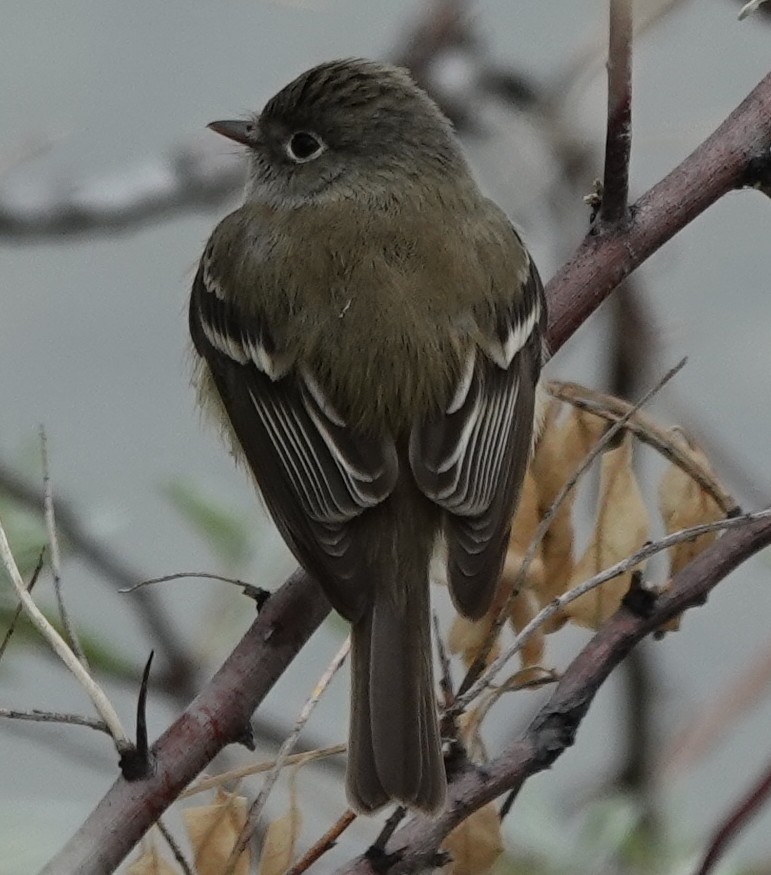 Mosquero Mínimo - ML635802919