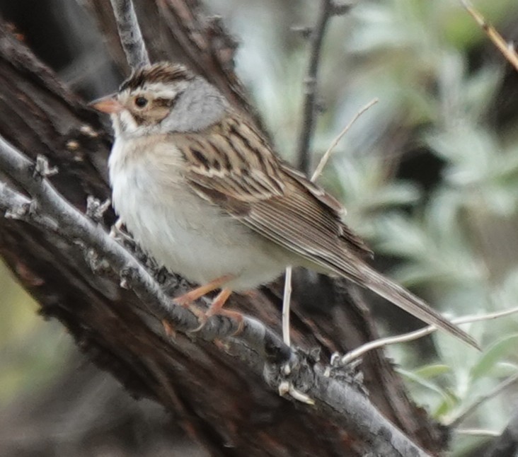 Clay-colored Sparrow - ML635802926