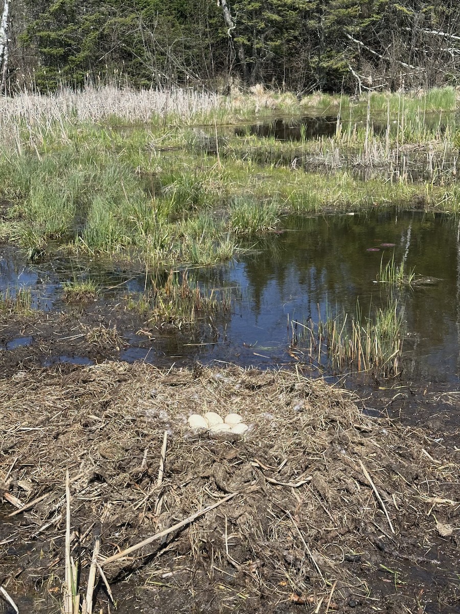 Trumpeter Swan - ML635802929