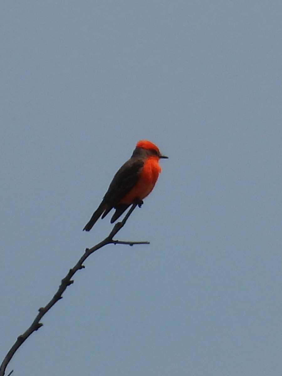 Vermilion Flycatcher - ML635802995