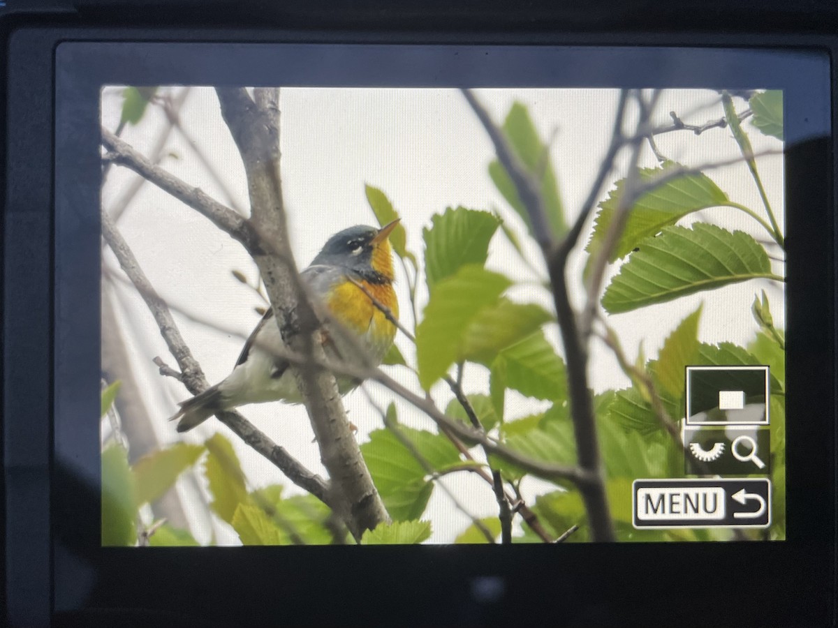 Northern Parula - ML635803093