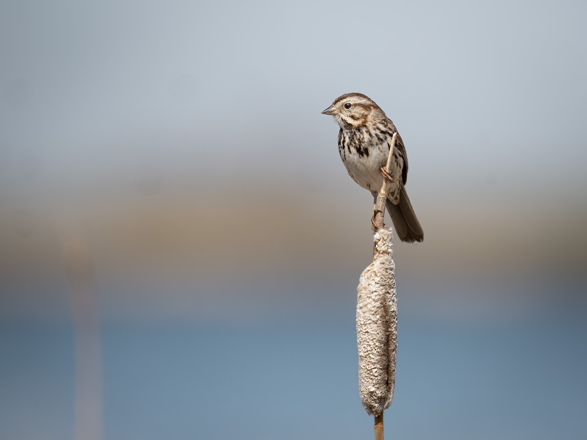 Song Sparrow - ML635803128