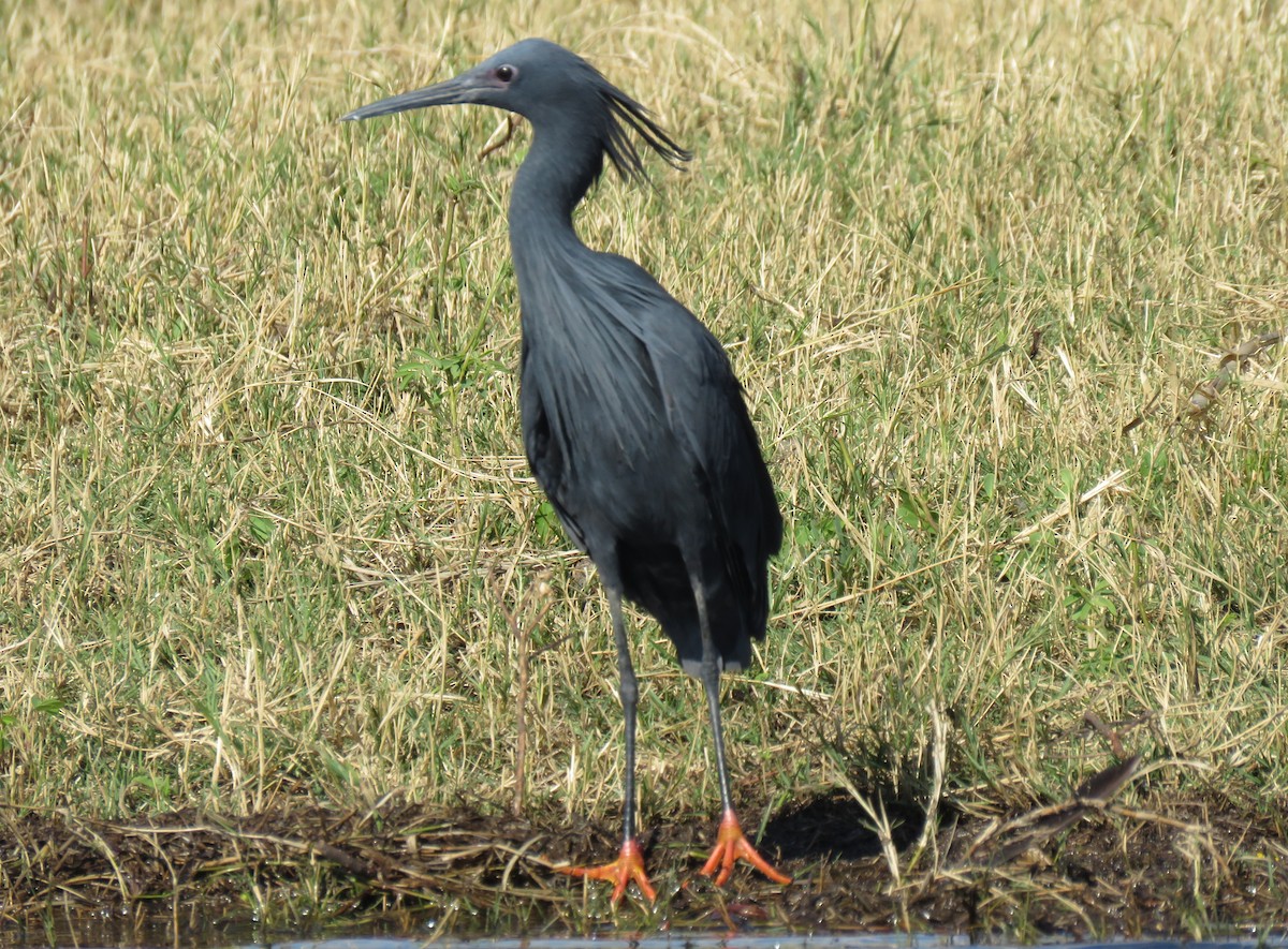 Black Heron - ML635803190