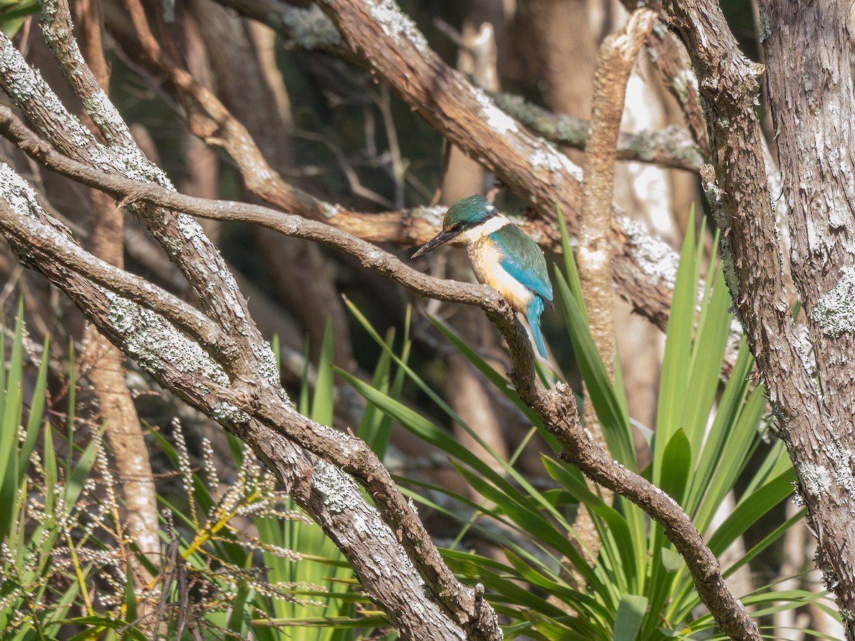 Sacred Kingfisher - ML635803271