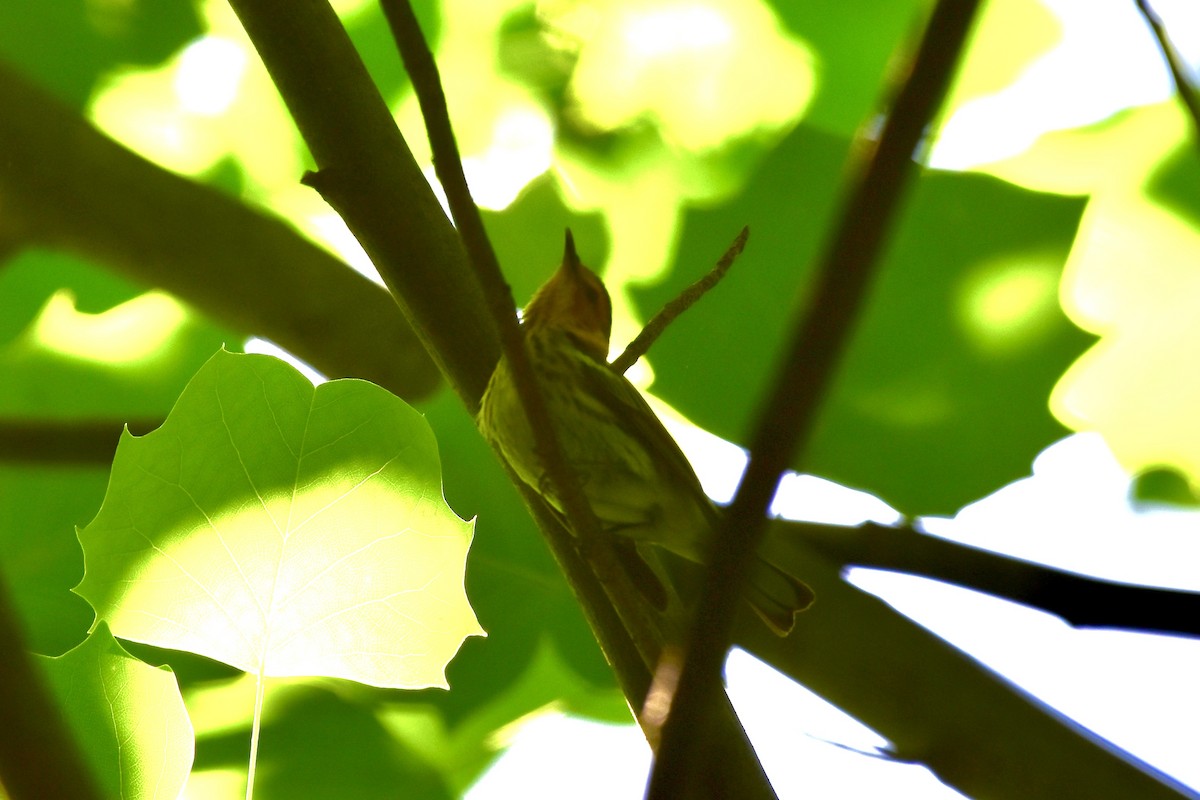 Cape May Warbler - ML635803317