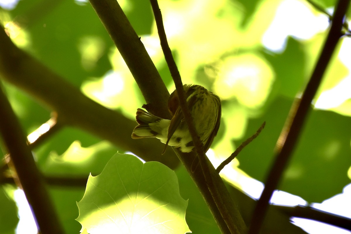 Cape May Warbler - ML635803318
