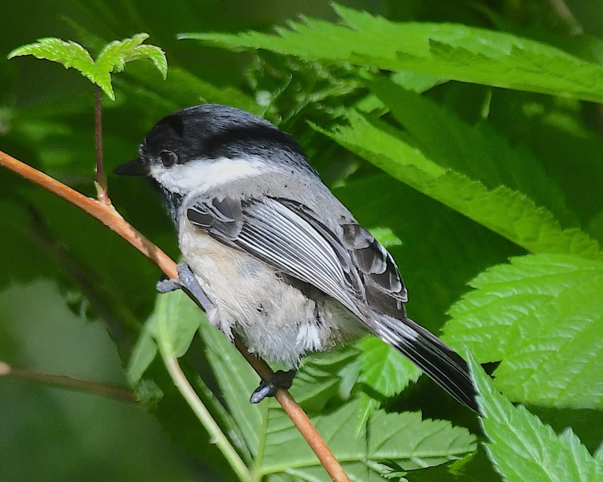 Black-capped Chickadee - ML635803369