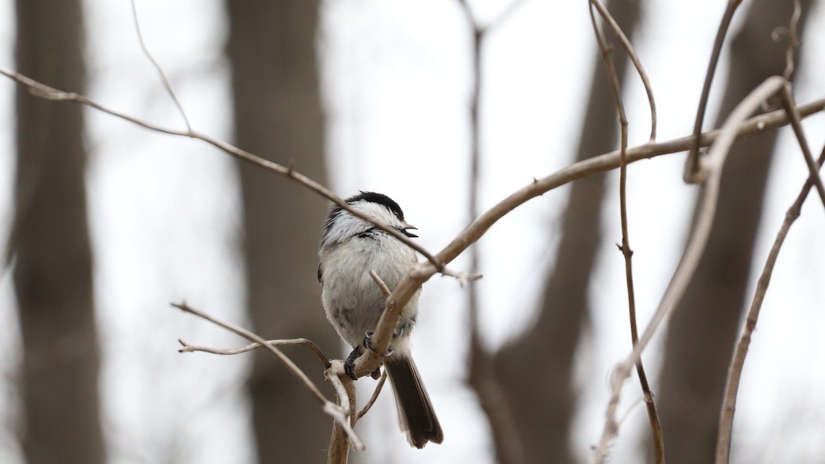 Black-capped Chickadee - ML635803397