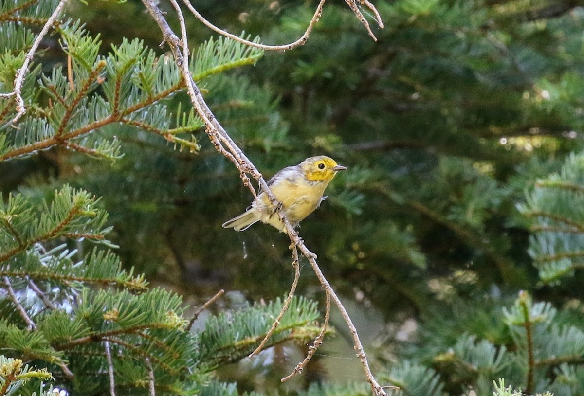 Paruline à tête jaune - ML63580351