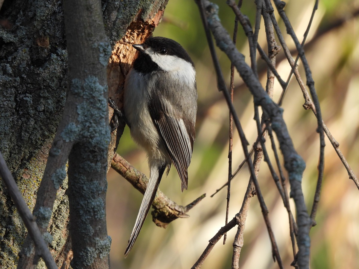 Black-capped Chickadee - ML635803611