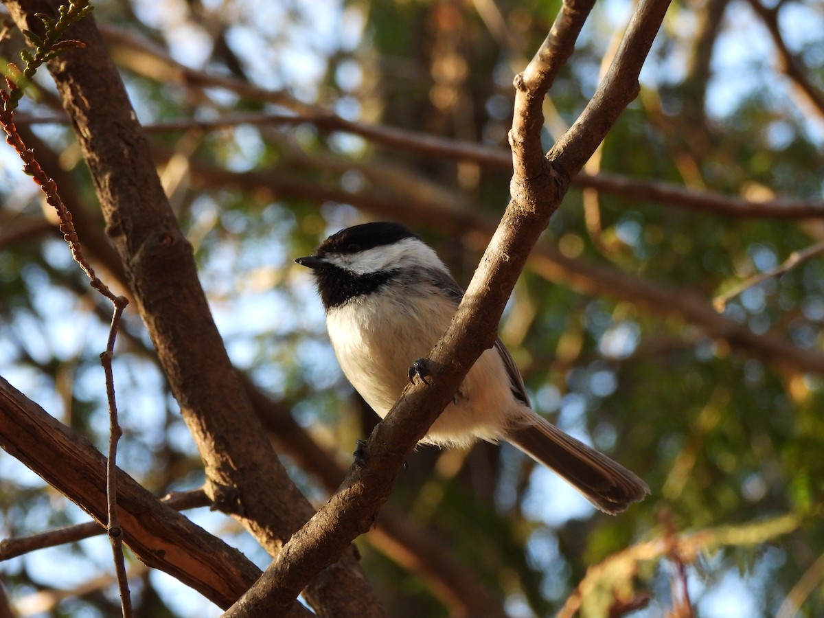 Black-capped Chickadee - ML635803612