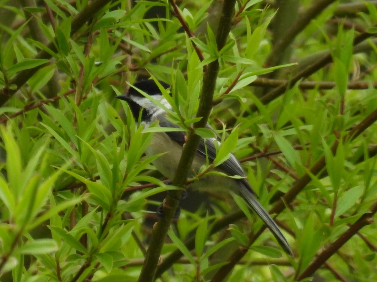 Black-capped Chickadee - ML635803680