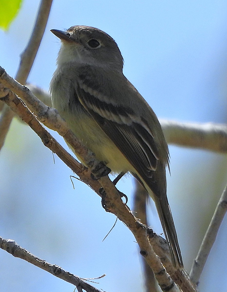 Mosquero Mínimo - ML635803718