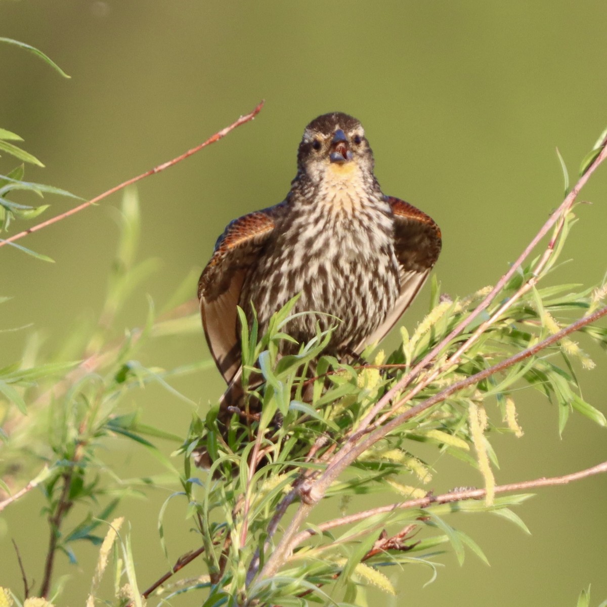 Red-winged Blackbird - ML635803875