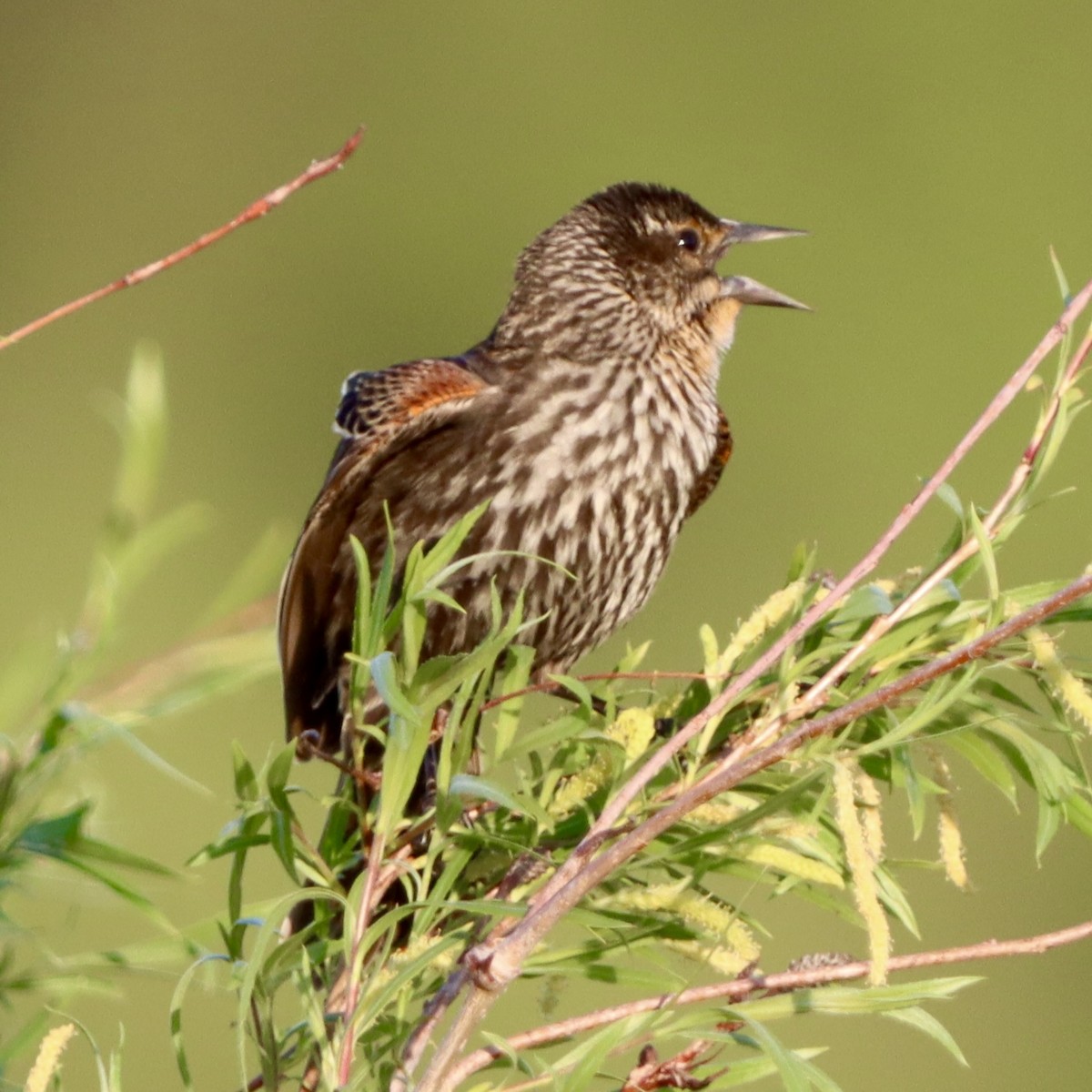 Red-winged Blackbird - ML635803876