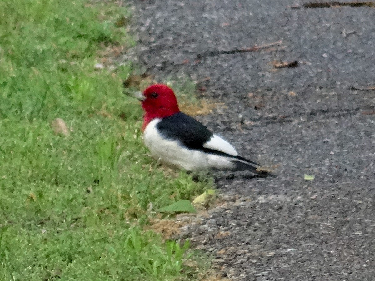 Red-headed Woodpecker - ML635803877