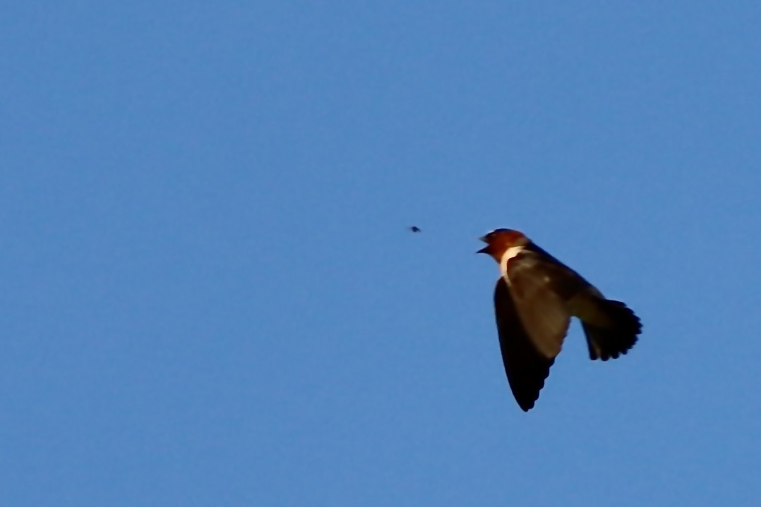 Cliff Swallow - ML635803888
