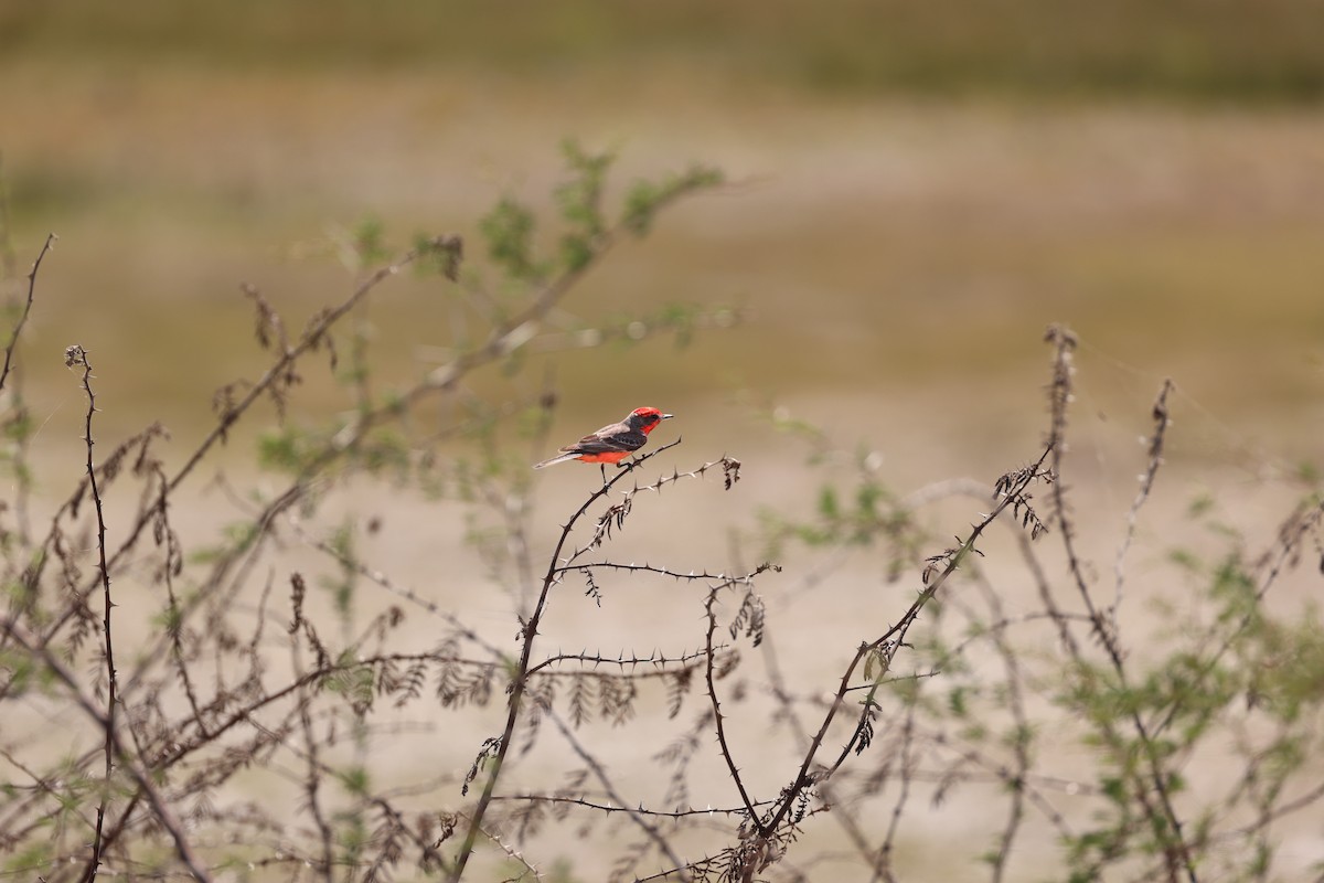Vermilion Flycatcher - ML635804029