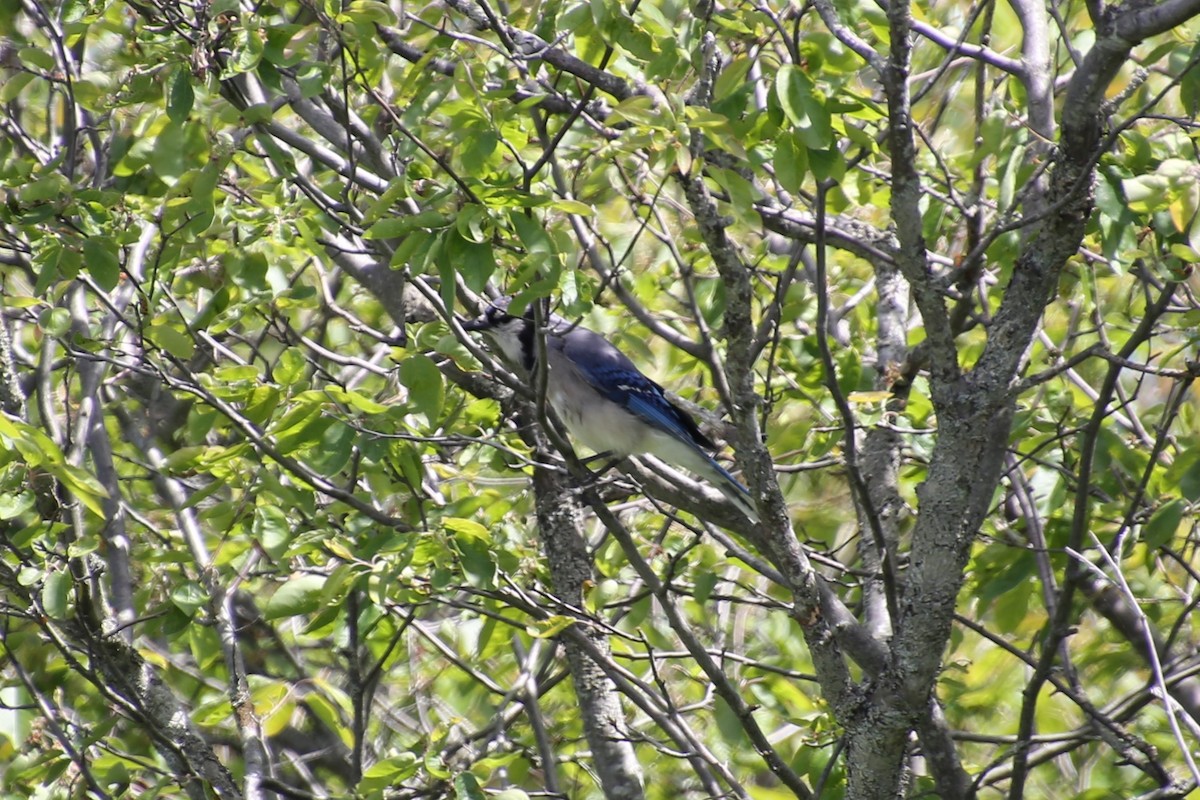 Blue Jay - ML635804053