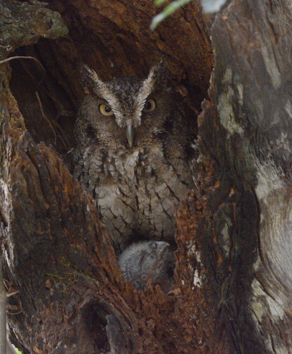 Middle American Screech-Owl - ML635804119