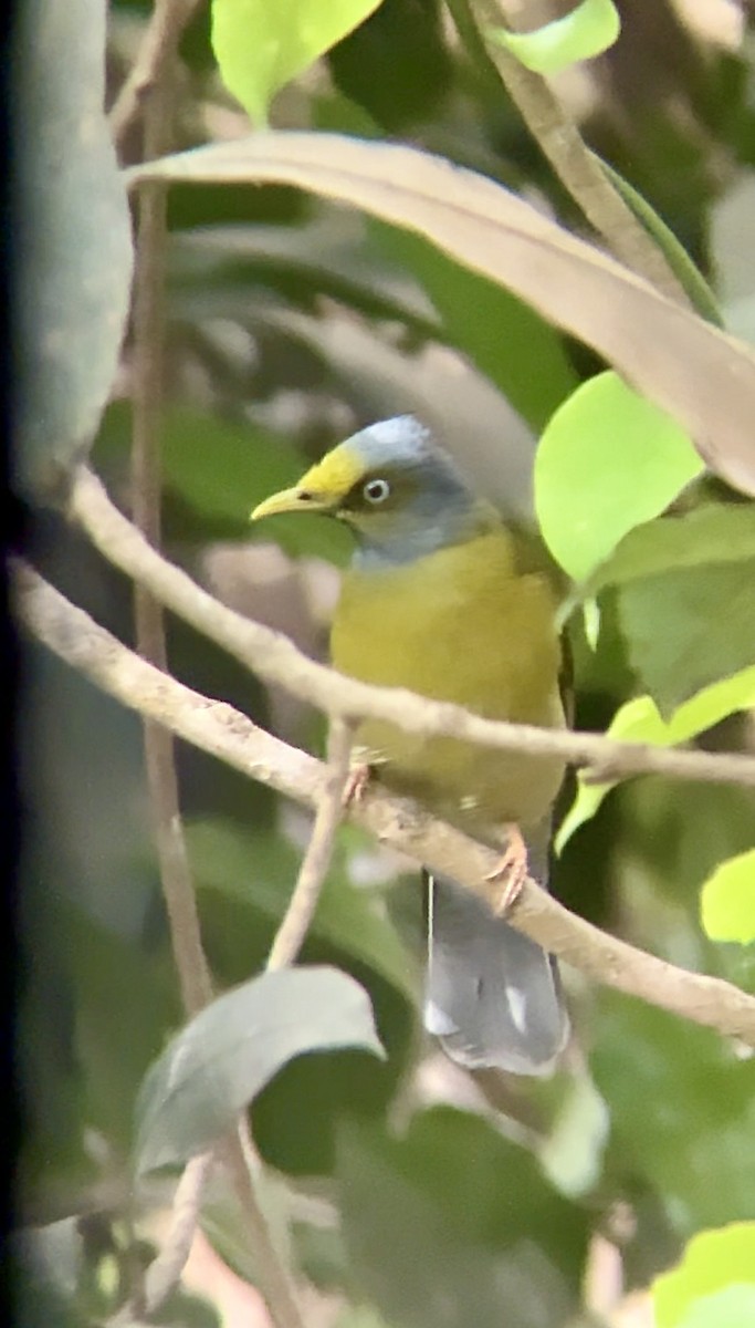 Gray-headed Bulbul - ML635804256