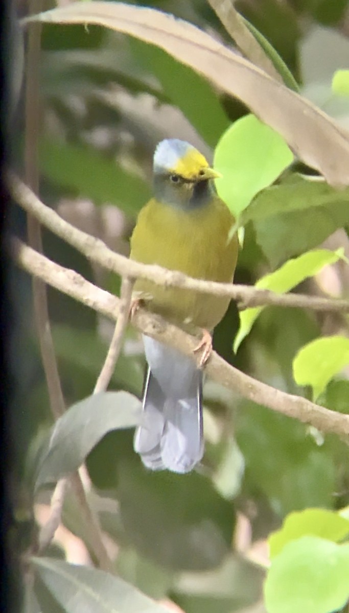 Gray-headed Bulbul - ML635804257