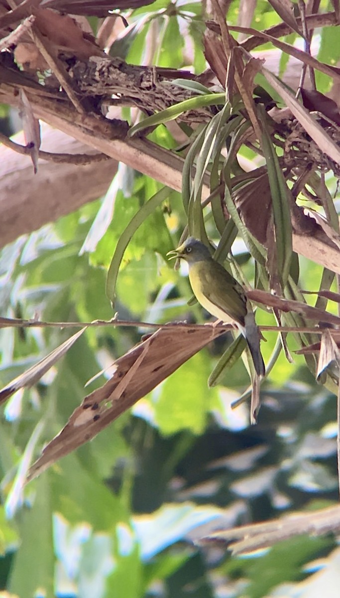 Gray-headed Bulbul - ML635804258