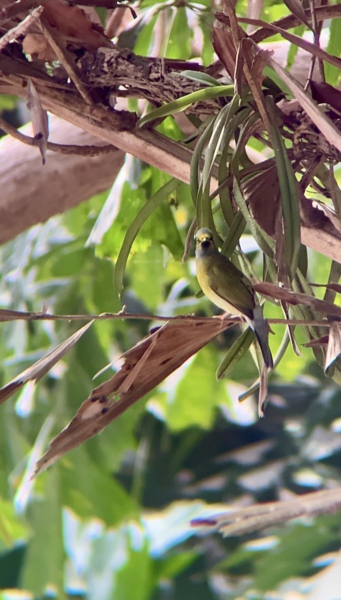 Gray-headed Bulbul - ML635804259
