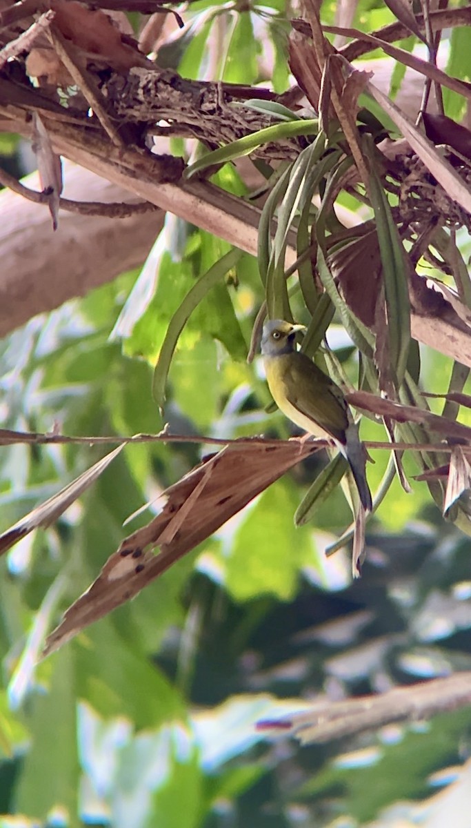 Gray-headed Bulbul - ML635804260