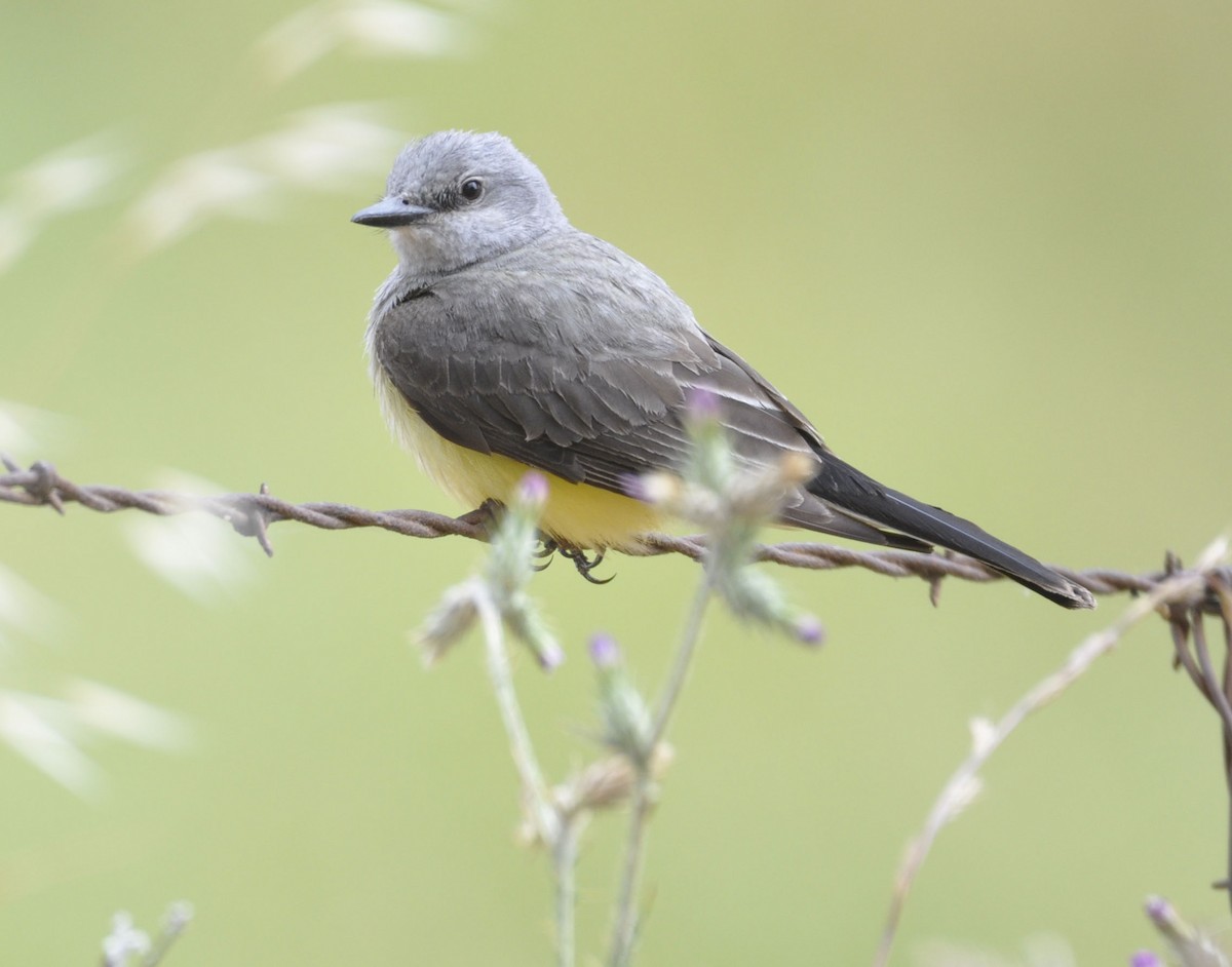 Western Kingbird - ML635804278