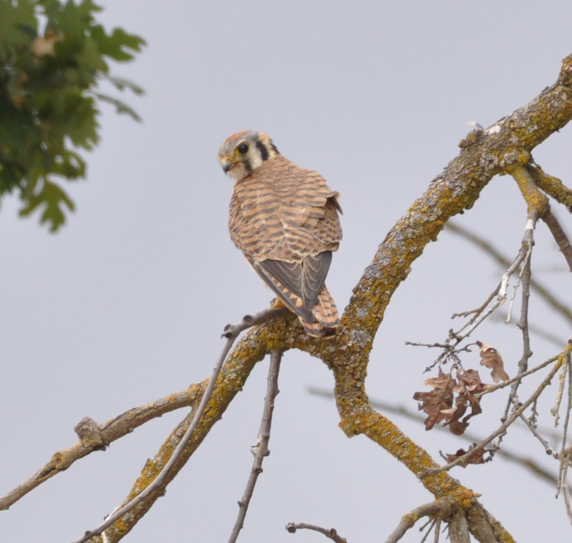 American Kestrel - ML635804310