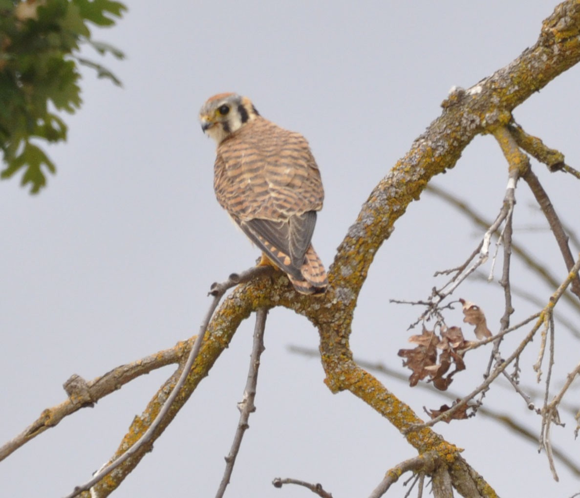 American Kestrel - ML635804311