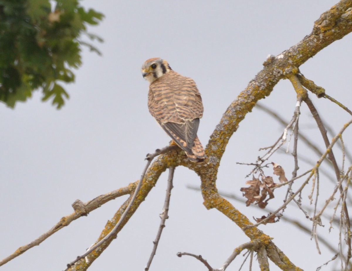 American Kestrel - ML635804312