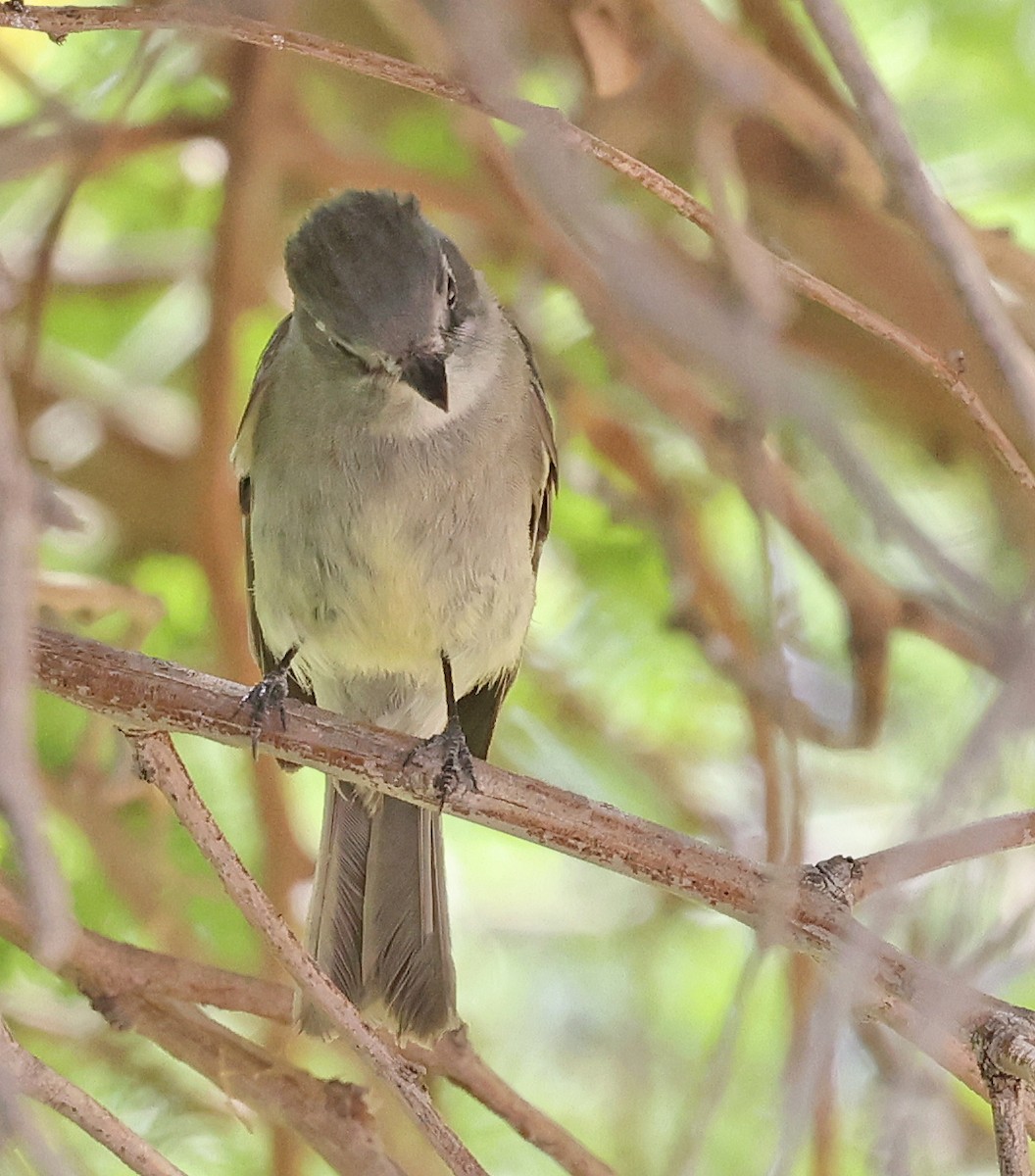 Dusky Flycatcher - ML635804419