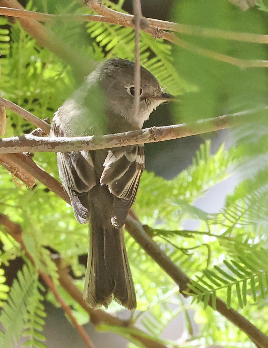Dusky Flycatcher - ML635804443