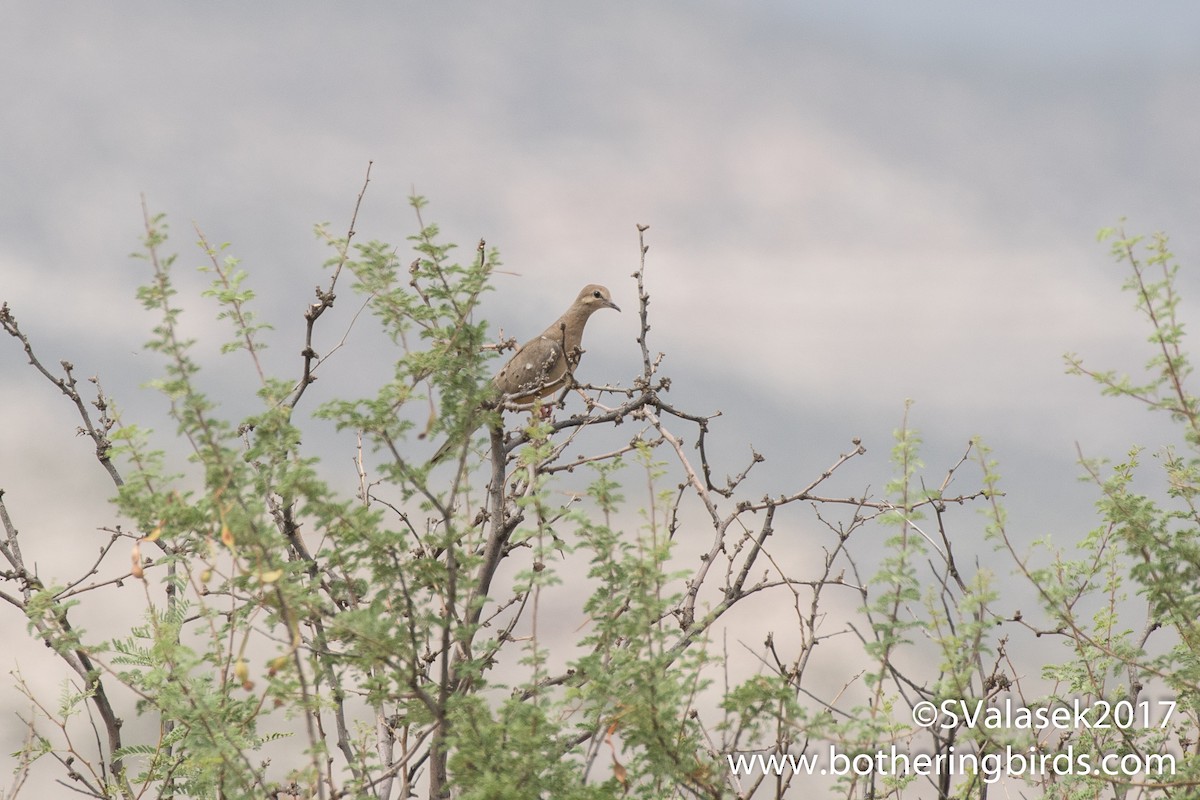 Mourning Dove - ML63580451