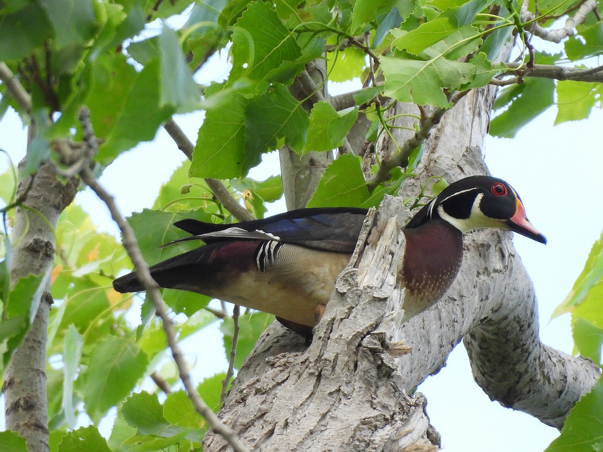 Wood Duck - ML635804581