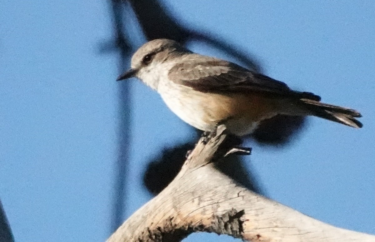 Vermilion Flycatcher - ML635804671
