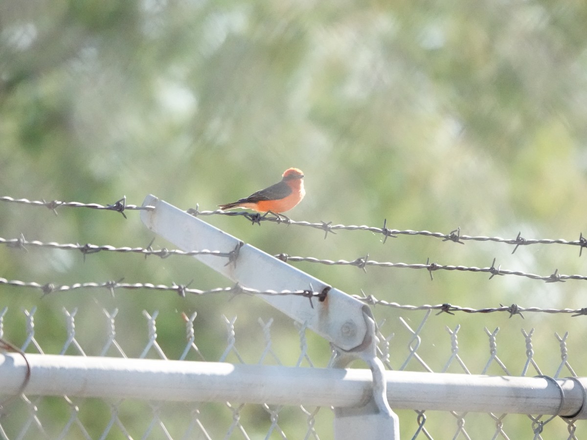 Vermilion Flycatcher - ML635804673