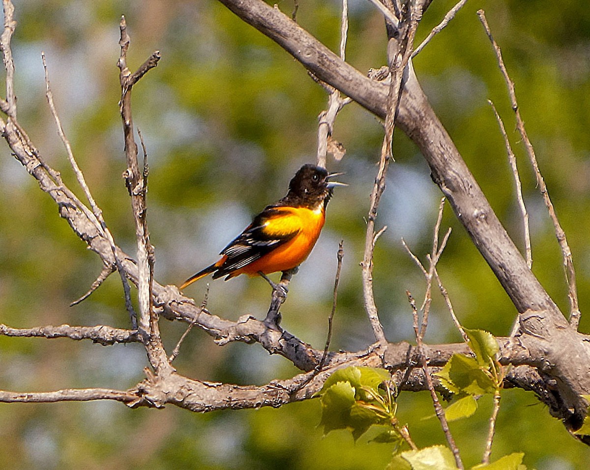 פזאי צפוני - ML635804678