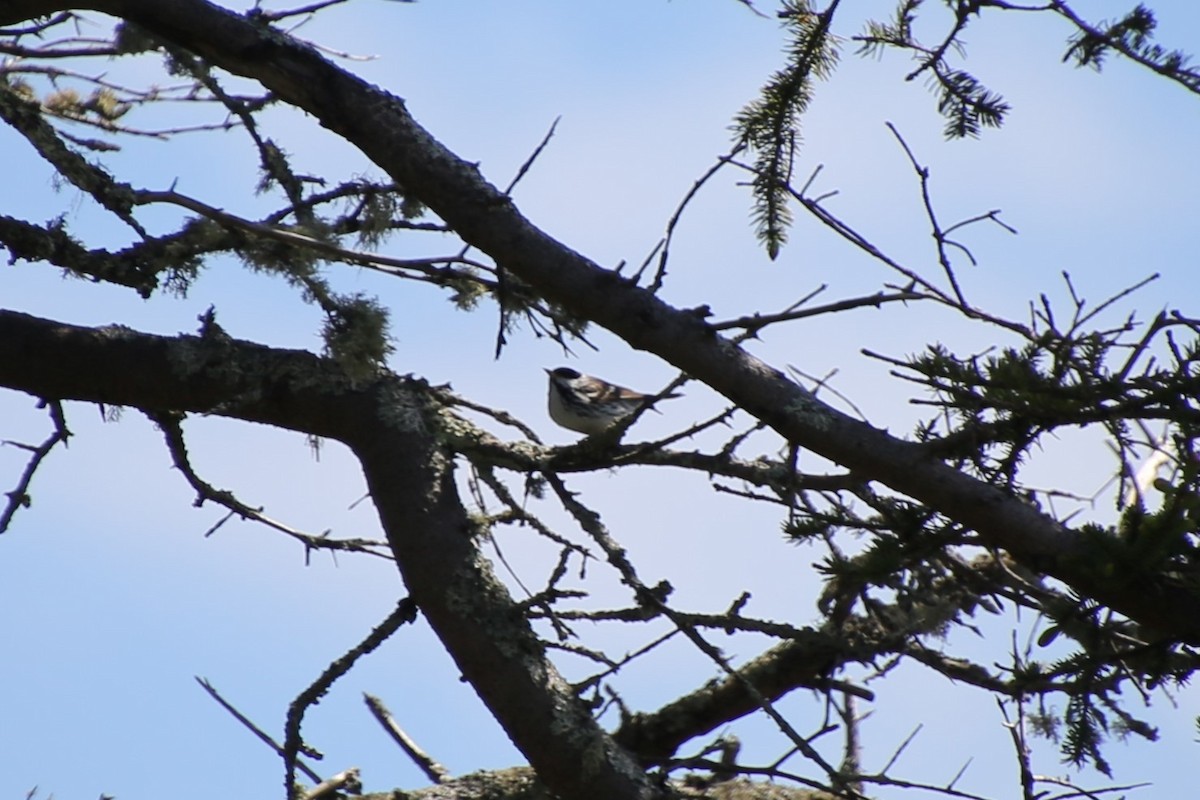 Black-capped Chickadee - ML635804763