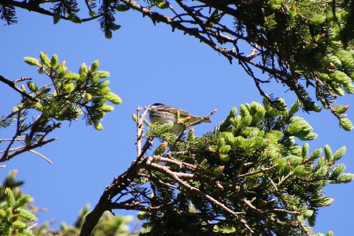 Black-capped Chickadee - ML635804856